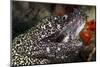 Spotted Moray Eel (Gymnothorax Moringa)-Stephen Frink-Mounted Photographic Print