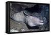Spotted Moray Eel-Hal Beral-Framed Stretched Canvas