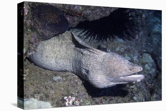 Spotted Moray Eel-Hal Beral-Stretched Canvas