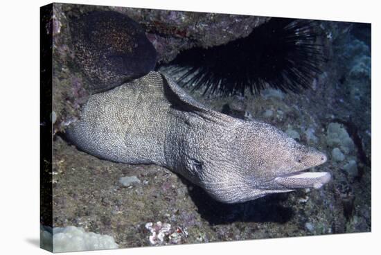 Spotted Moray Eel-Hal Beral-Stretched Canvas