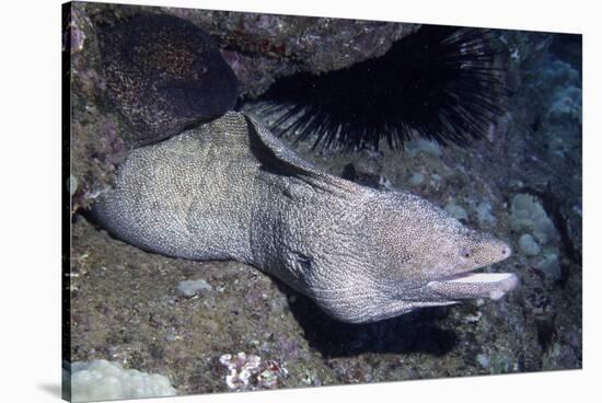 Spotted Moray Eel-Hal Beral-Stretched Canvas