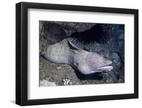 Spotted Moray Eel-Hal Beral-Framed Photographic Print