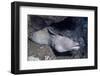 Spotted Moray Eel-Hal Beral-Framed Photographic Print