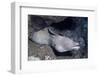 Spotted Moray Eel-Hal Beral-Framed Photographic Print