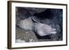 Spotted Moray Eel-Hal Beral-Framed Photographic Print