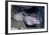 Spotted Moray Eel-Hal Beral-Framed Photographic Print