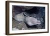 Spotted Moray Eel-Hal Beral-Framed Photographic Print