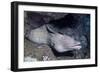 Spotted Moray Eel-Hal Beral-Framed Photographic Print