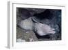 Spotted Moray Eel-Hal Beral-Framed Photographic Print