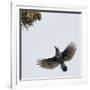 Spotted Nutcracker in flight to pine cones, Joensuu, Finland, September-Markus Varesvuo-Framed Photographic Print