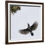 Spotted Nutcracker in flight to pine cones, Joensuu, Finland, September-Markus Varesvuo-Framed Photographic Print