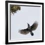 Spotted Nutcracker in flight to pine cones, Joensuu, Finland, September-Markus Varesvuo-Framed Photographic Print