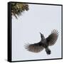 Spotted Nutcracker in flight to pine cones, Joensuu, Finland, September-Markus Varesvuo-Framed Stretched Canvas