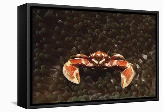 Spotted or Porcelain Anemone Crab (Neopetrolistes Maculatus), Pacific Ocean, Panglao Island.-Reinhard Dirscherl-Framed Stretched Canvas