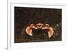 Spotted or Porcelain Anemone Crab (Neopetrolistes Maculatus), Pacific Ocean, Panglao Island.-Reinhard Dirscherl-Framed Photographic Print