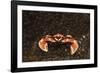 Spotted or Porcelain Anemone Crab (Neopetrolistes Maculatus), Pacific Ocean, Panglao Island.-Reinhard Dirscherl-Framed Photographic Print