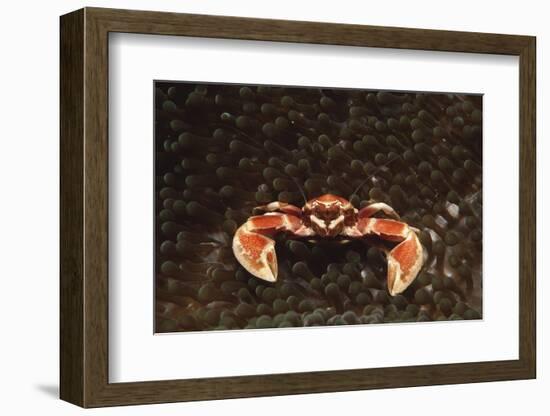 Spotted or Porcelain Anemone Crab (Neopetrolistes Maculatus), Pacific Ocean, Panglao Island.-Reinhard Dirscherl-Framed Photographic Print