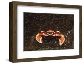 Spotted or Porcelain Anemone Crab (Neopetrolistes Maculatus), Pacific Ocean, Panglao Island.-Reinhard Dirscherl-Framed Photographic Print