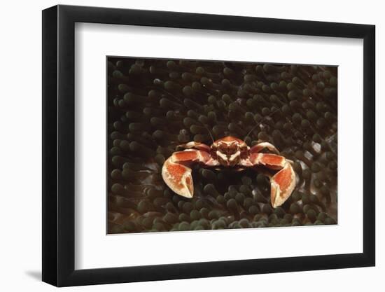 Spotted or Porcelain Anemone Crab (Neopetrolistes Maculatus), Pacific Ocean, Panglao Island.-Reinhard Dirscherl-Framed Photographic Print