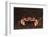 Spotted or Porcelain Anemone Crab (Neopetrolistes Maculatus), Pacific Ocean, Panglao Island.-Reinhard Dirscherl-Framed Photographic Print
