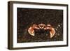 Spotted or Porcelain Anemone Crab (Neopetrolistes Maculatus), Pacific Ocean, Panglao Island.-Reinhard Dirscherl-Framed Photographic Print