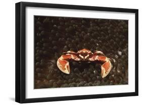 Spotted or Porcelain Anemone Crab (Neopetrolistes Maculatus), Pacific Ocean, Panglao Island.-Reinhard Dirscherl-Framed Photographic Print