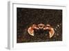 Spotted or Porcelain Anemone Crab (Neopetrolistes Maculatus), Pacific Ocean, Panglao Island.-Reinhard Dirscherl-Framed Photographic Print