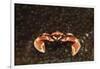 Spotted or Porcelain Anemone Crab (Neopetrolistes Maculatus), Pacific Ocean, Panglao Island.-Reinhard Dirscherl-Framed Photographic Print