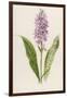 Spotted Orchis-F. Edward Hulme-Framed Premium Photographic Print