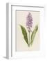 Spotted Orchis-F. Edward Hulme-Framed Photographic Print