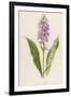 Spotted Orchis-F. Edward Hulme-Framed Photographic Print