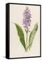 Spotted Orchis-F. Edward Hulme-Framed Stretched Canvas