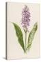Spotted Orchis-F. Edward Hulme-Stretched Canvas
