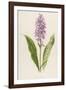 Spotted Orchis-F. Edward Hulme-Framed Photographic Print