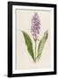 Spotted Orchis-F. Edward Hulme-Framed Photographic Print