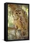 Spotted Owl Inhabits Thickly Wooded Canyons-null-Framed Stretched Canvas