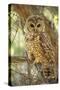 Spotted Owl Inhabits Thickly Wooded Canyons-null-Stretched Canvas