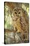 Spotted Owl Inhabits Thickly Wooded Canyons-null-Stretched Canvas