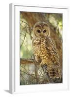 Spotted Owl Inhabits Thickly Wooded Canyons-null-Framed Photographic Print