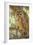 Spotted Owl Inhabits Thickly Wooded Canyons-null-Framed Photographic Print