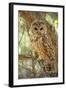 Spotted Owl Inhabits Thickly Wooded Canyons-null-Framed Photographic Print