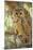 Spotted Owl Inhabits Thickly Wooded Canyons-null-Mounted Photographic Print