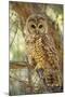 Spotted Owl Inhabits Thickly Wooded Canyons-null-Mounted Photographic Print