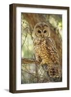 Spotted Owl Inhabits Thickly Wooded Canyons-null-Framed Photographic Print