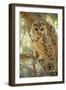 Spotted Owl Inhabits Thickly Wooded Canyons-null-Framed Photographic Print