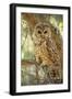 Spotted Owl Inhabits Thickly Wooded Canyons-null-Framed Photographic Print