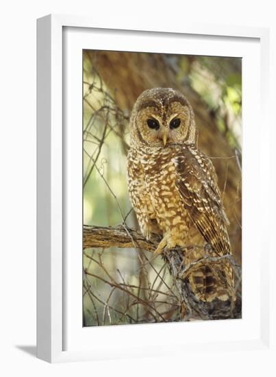 Spotted Owl Inhabits Thickly Wooded Canyons-null-Framed Photographic Print