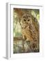 Spotted Owl Inhabits Thickly Wooded Canyons-null-Framed Photographic Print