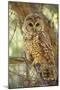 Spotted Owl Inhabits Thickly Wooded Canyons-null-Mounted Photographic Print