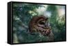 Spotted Owl-null-Framed Stretched Canvas
